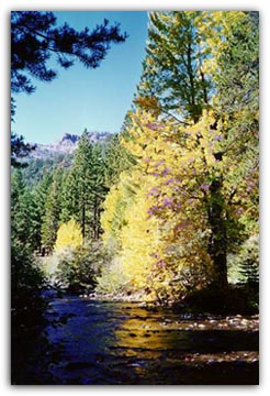 Wolf Creek