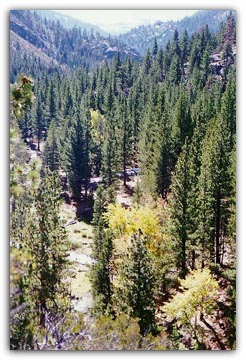 Wolf Creek Canyon